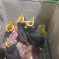 جوجه مینا