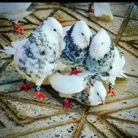 معاوضه با کبوتر و همچی....