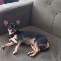 سگ شیواوا|سگ|تبریز, |دیوار