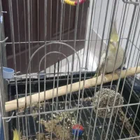 جفت عروس هلندی