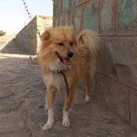 سگ اشپیتز