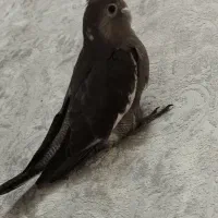 عروس هلندی و گرینچیک و مرغ عشق دستی و سرلاکی