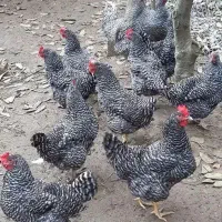 جوجه پیلموت راک ۲۰۰ هزار