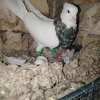 زاغ موشی و ی سار هفرنگ نر و ماده پرشی ۷۰۰|پرنده|گلبهار, شهر جدید گلبهار|دیوار