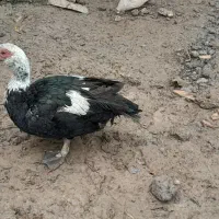 اردک اسرائیل نر