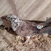 کفتر غریب گیری