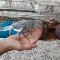 عروس هلندی ماده کاملا آماده