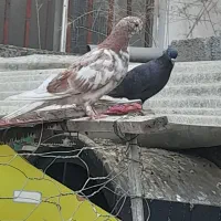 کبوتر نوک قنار جوان|پرنده|ساری, |دیوار