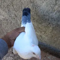کبوتر|پرنده|چناران, |دیوار