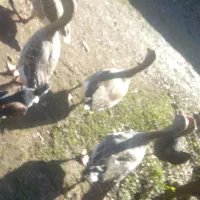 غاز مرغابی یک سال نیمه