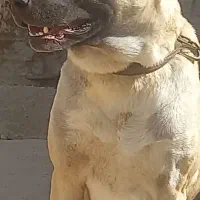 سگ سرابی|سگ|اصفهان, شهید رجایی|دیوار