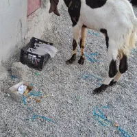 یک نر بز کاموایی اصل
