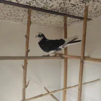 کبوتر پرشی|پرنده|مهدی شهر, |دیوار