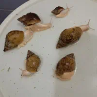 فروش حلزون مولد آچاتینا