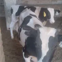 گوساله شیری۱۵ روز
