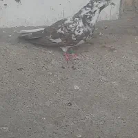 ۵تاکفتر|پرنده|ازنا, |دیوار