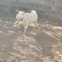 بز ماده دو رگه سانن|حیوانات مزرعه|محمدیه-قزوین, |دیوار