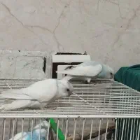 مرغ عشق نر هر سه تا نر|پرنده|رضویه, |دیوار