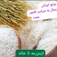 برنج شالیزارهای گیلان