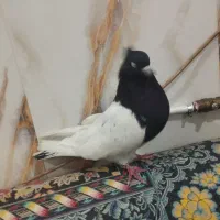 کفتر ماده کله سیاه|پرنده|پلدختر, |دیوار