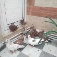 کفتر ۸۰ هزار|پرنده|قم, یزدان‌شهر|دیوار