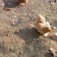 مرغ وخروس کوشین|حیوانات مزرعه|فومن, |دیوار