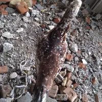 مرغ وجوجه لاری اصیل ونژاددار|حیوانات مزرعه|تبریز, |دیوار