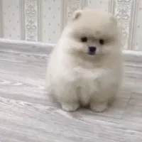 پامر خرسی|سگ|تهران, نیاوران|دیوار