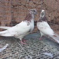 دوجفت نروماده کله ای شمرونی با جوجه|پرنده|اردکان, |دیوار