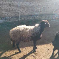 قوچ دوساله