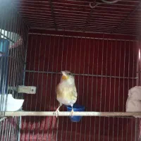 دوعدد سهره قناری|پرنده|قرچک, زیبا شهر|دیوار