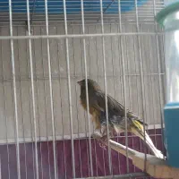 قناری نر سبز|پرنده|اصفهان, جاوان|دیوار