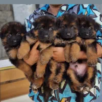 از لام توله ماده دو رنگ موجود