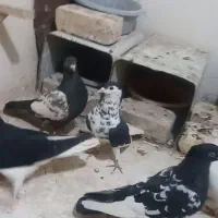 کفتر ساده خوشگل