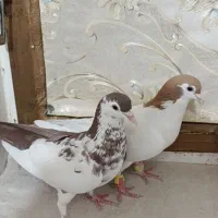 چپ .آخرت عشق