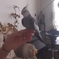 عروس هلندی گمشده دستی و سخنگو