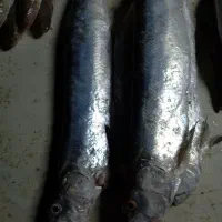 ماهی فروش|ماهی|بهبهان, |دیوار