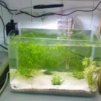 آکواریوم رو میزی میگو