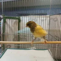 تعداد محدود قناری