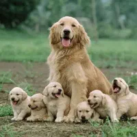 نیروی مرد برای کار در پناهگاه سگ در رشت