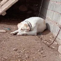 ماده گله ای|سگ|فیروزه, |دیوار