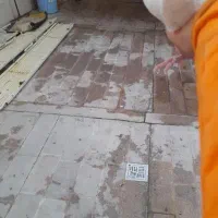 کفتر|پرنده|گرمسار, |دیوار