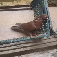 کبوتر پرشی|پرنده|قم, دروازه ری|دیوار