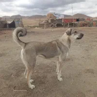 سگ ماده گم شده