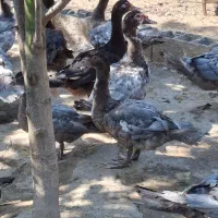 اردک طوسی و مشکی و دودی|حیوانات مزرعه|آمل, |دیوار