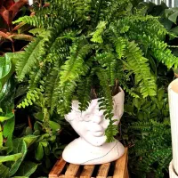 حراجی واقعی فقط و فقط ۱۹۵ هزار تومان