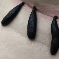 فروش انلاین زالو