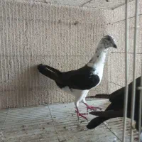 گوره سینه سفید|پرنده|وحدتیه, |دیوار