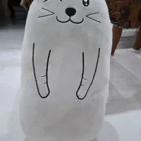 گربه بالشتی وراکون