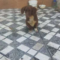 سگ پاکوتاه قهوه‌ای|سگ|قائم‌شهر, |دیوار